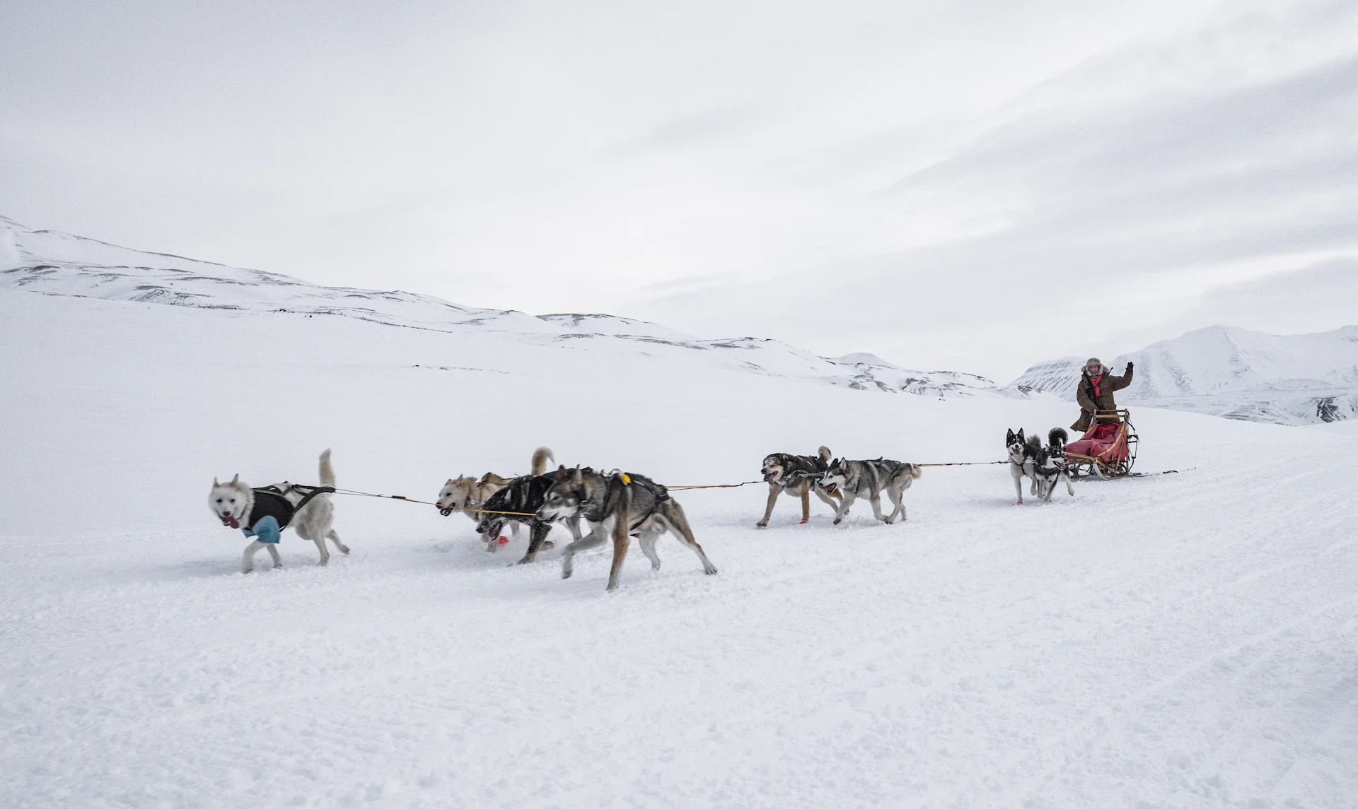 Lapland Husky Sledding Expedition