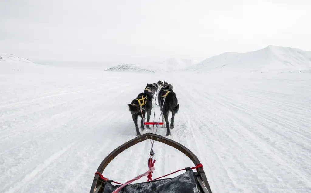 View from a dog sled of huskies running across a snowfield